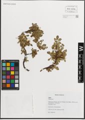 Foto von Salix L.